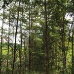 Pohon Ketapang Kencana