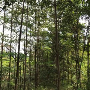 Pohon Ketapang Kencana