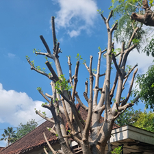 Pohon Baobab